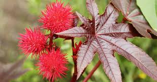 Growing Castor Bean Plants How To Care For Ricinus Communis