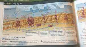 life chapter 6 cell membranes diagram