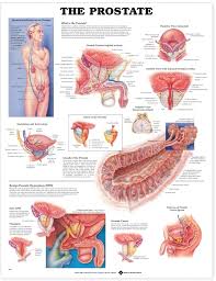 Prostate Anatomical Chart 9863