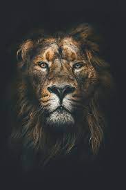 black lion lions hd phone wallpaper