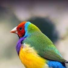 gouldian finch personality food care