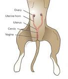 what-are-the-side-effects-of-spaying-a-dog