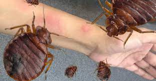 Creepy Facts About Bed Bugs Service
