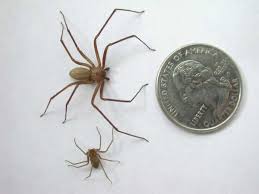 Check spelling or type a new query. What You Need To Know About Brown Recluse Spiders