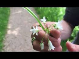 Three cornered Leek, Allium triquetrum - YouTube