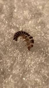 worm on rug is carpet beetle larva