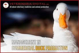 commercial duck ion