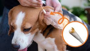 canine ear discharge what do dog ear