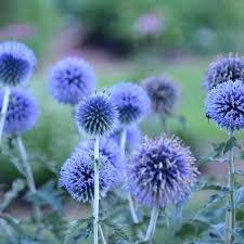 Hundreds of large purple flower spikes make an incredible display from mid to late summer. Top 20 Blue Flowers For Your Garden Garden Design
