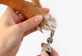 cut dog nails with human clippers