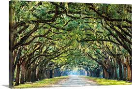 Savannah Georgia Oak Tree Lined Road