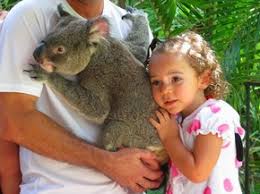 Turistas abraçam coalas para tirar fotos em parques na Austrália | Turismo  e Viagem | G1