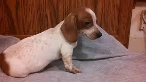 Find dachshund dogs and puppies from kansas breeders. Registered Mini Dachshund Puppies For Sale In El Dorado Kansas Classified Americanlisted Com