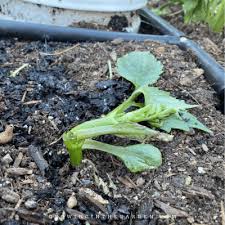 garden troubleshooting guide how to