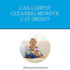 pioneer carpet cleaners