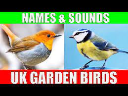 uk garden birds learn names and