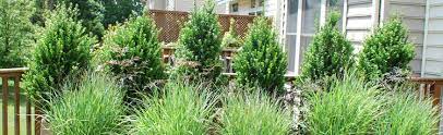 Growing Arborvitae In Containers