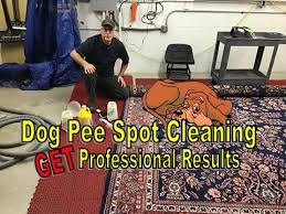 to clean dog urine on an oriental rug