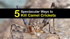 Get Rid Of Camel Crickets Smart Tips