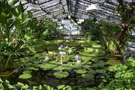 In fünf gewächshäusern entfalten vor allem exotische pflanzen ihre pracht. Botanischer Garten Berlin Offnet Gewachshauser Am 14 Juni 2021 Bgbm