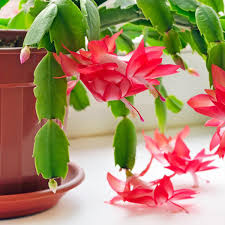 Banish the word leaf from your vocabulary when thinking about holiday cactus. Care For Your Christmas Cactus Home Garden Daily Journal Com