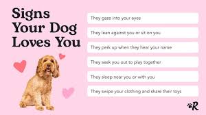 does my dog love me 12 ways to tell