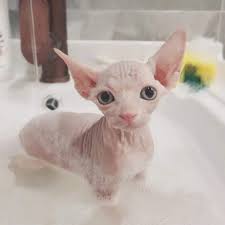 how to bathe a sphynx kitten or a