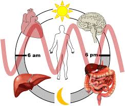 Schematic Illustration Of Circadian Rhythm The Time Of