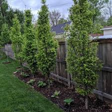 Narrow Trees For Small Yards That Pack