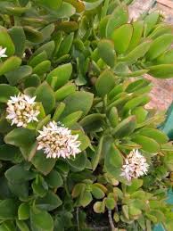 Jade Plant Crassula Ovata Flower