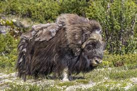 Muskox - Wikipedia