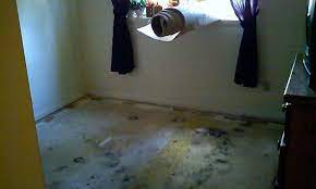 Mold Under Carpet And Capet Pad On