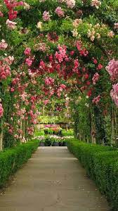 beautiful flowers roses flower garden