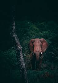 wildlife wallpapers for