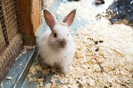 Are Pine Shavings Safe As A Rabbit S