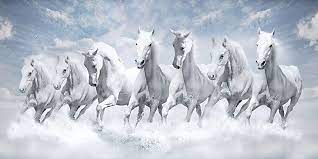 7 white horse wallpapers top free 7