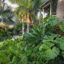 Design A Tropical Garden
