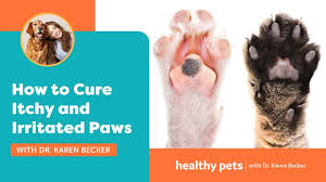 how to cure itchy and irritated paws
