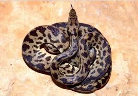 spotted python care sheet wiki