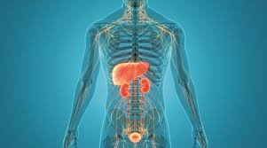 spotlight on liver kidney disease