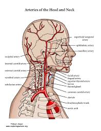 Severe twisting of arteries in the neck may lead to kinking which may occlude and hamper proper blood flow the two carotid arteries each on left and right side of neck supply blood to the brain. Arteries Of The Head And Neck Advanced