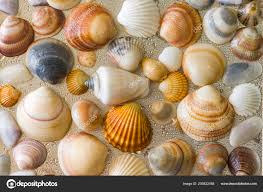 Seashells Background Sea Shells Collection Seashells Natural