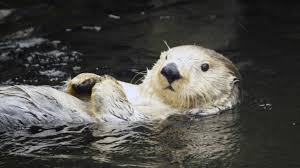 Learn fascinating sea otter facts. How To Identify A River Otter River Otter Ecology Project