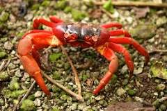 What happened to the crabs on Christmas Island?