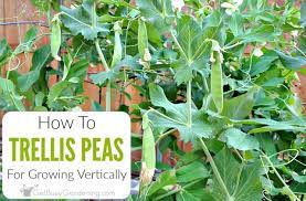 How To Trellis Peas In Your Garden