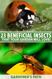 23 beneficial insects creepy crawlies