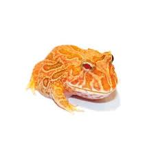 Got reptiles,llc has an excellent selection of reptiles for sale and pet supplies at very competitive prices. Pin On Animals