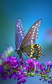 Butterfly Wallpaper HD - Cool Butterfly ...