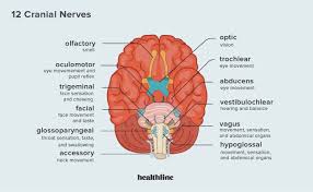 trigeminal nerve function anatomy