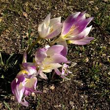 Colchicum bulbocodium Ker Gawl. (World flora) - Pl@ntNet identify